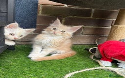 Maine Coon cats for sale:  maincoons  - Image 11
