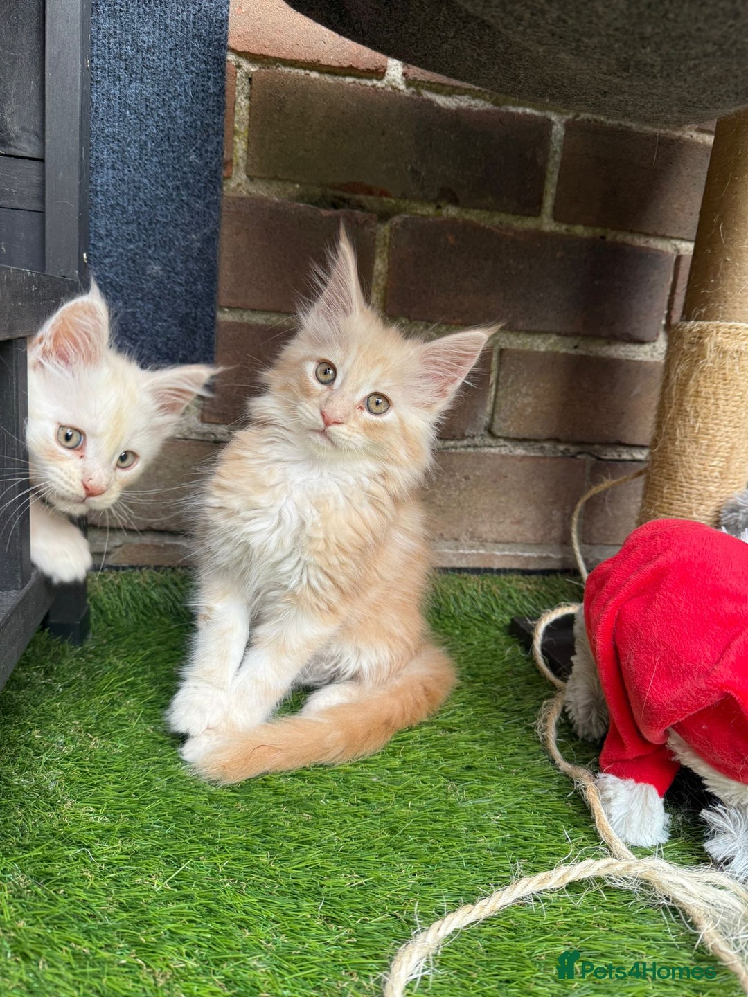 Maine Coon cats for sale:  maincoons  - Image 11