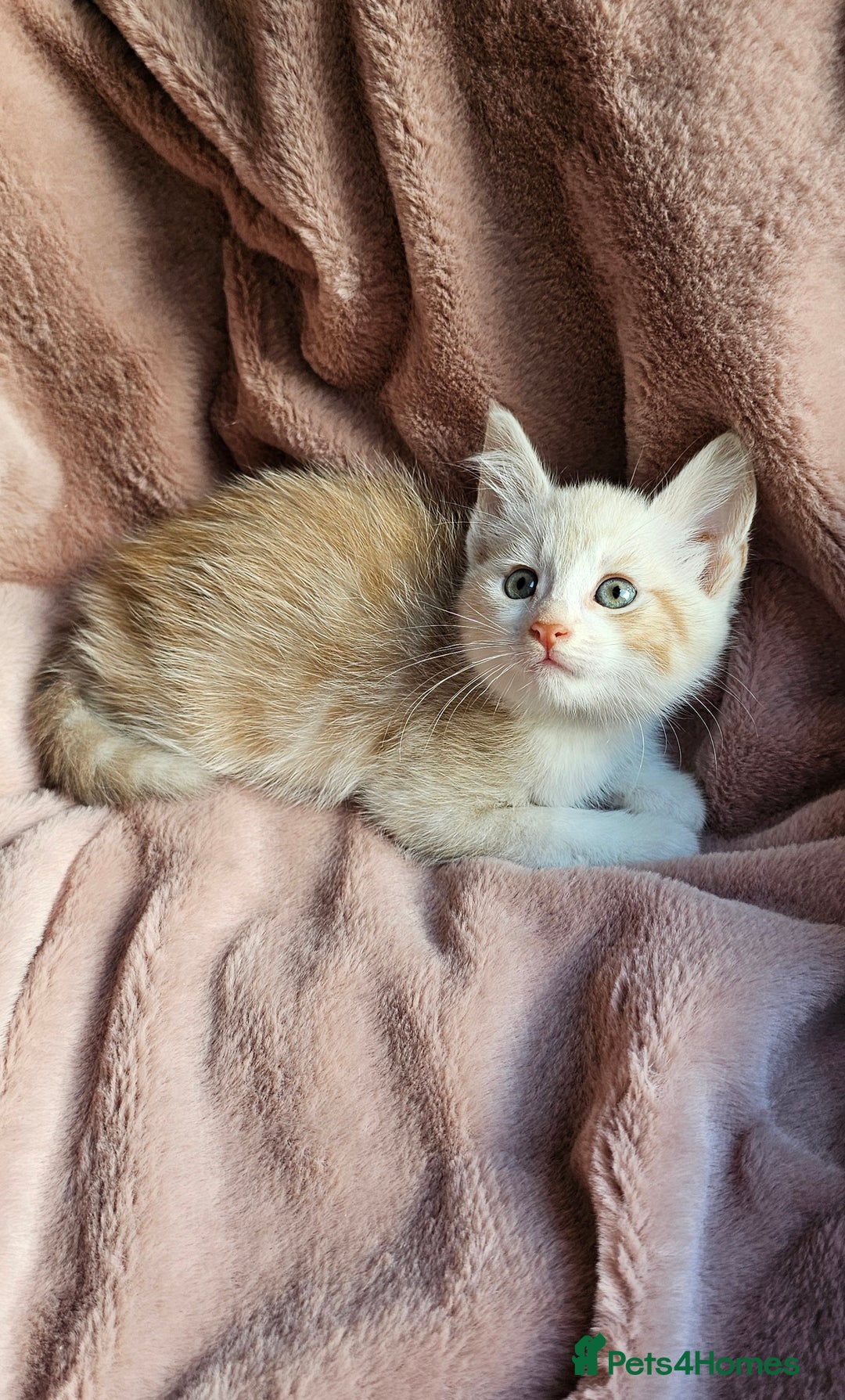 Maine Coon cats for sale: Half Maine Coon kittens - Advert 2