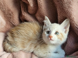 Maine Coon cats Half Maine Coon kittens - Advert 3