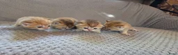 British Shorthair cats for sale: British Shorthair Golden Chinchilla Kittens - Advert 19