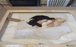 Labrador Retriever dogs for sale: Beautiful litter of labradors  - Image 12