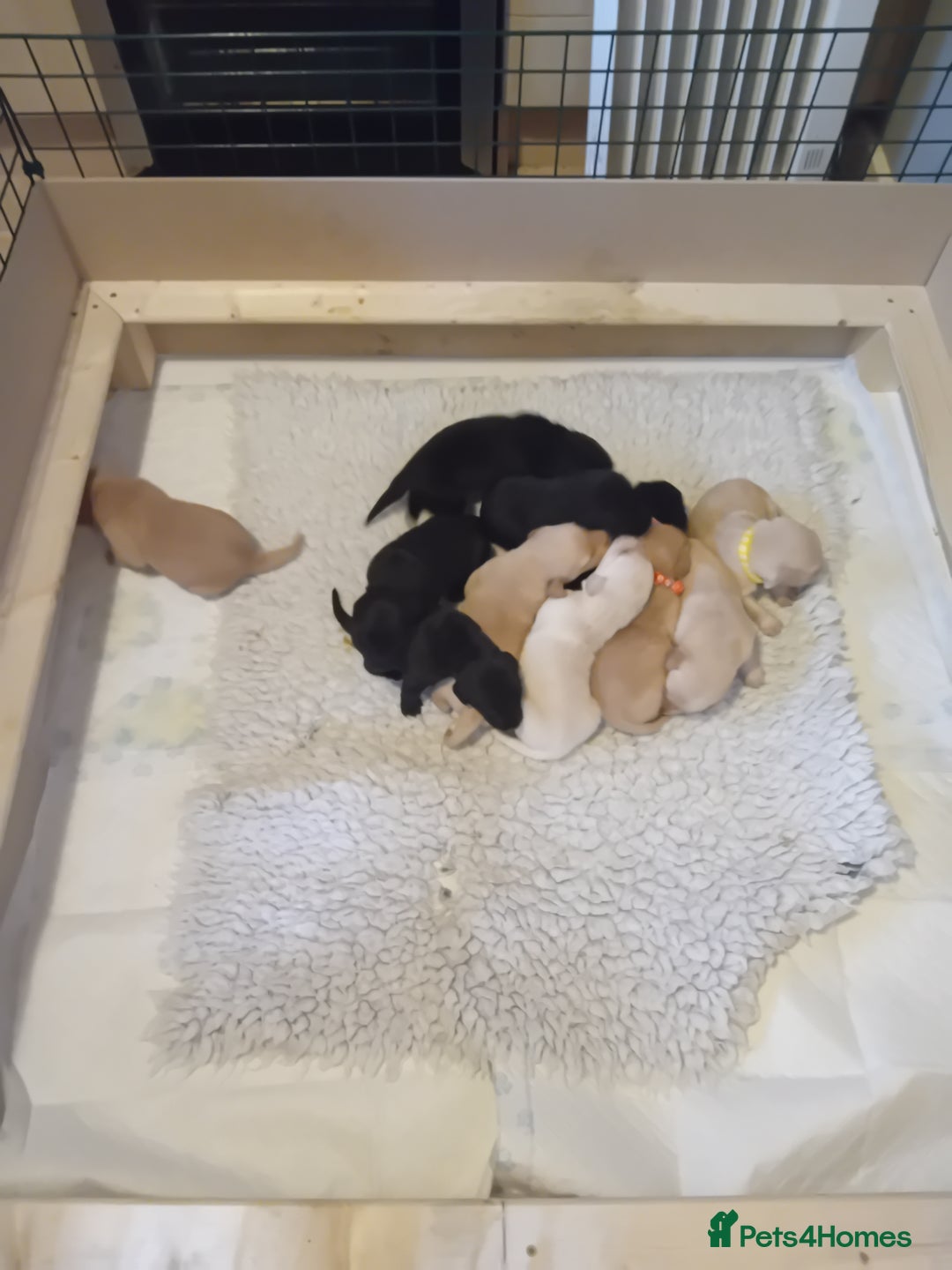 Labrador Retriever dogs for sale: Beautiful litter of labradors  - Image 12