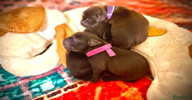 Labrador Retriever dogs Labrador X Boxerdore puppies  - Advert 1