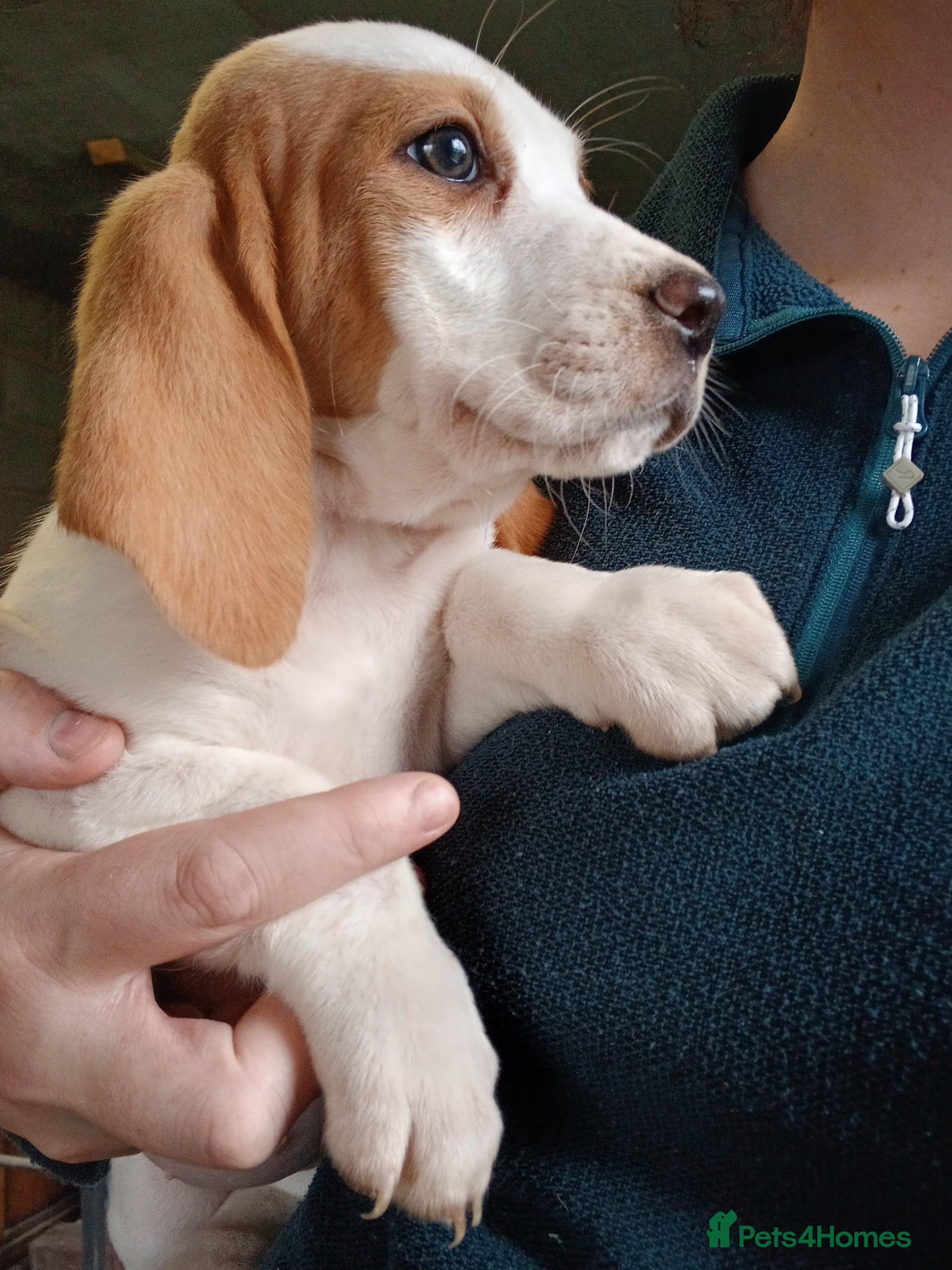 Mixed Breed dogs Beagle x basset  - Advert 2