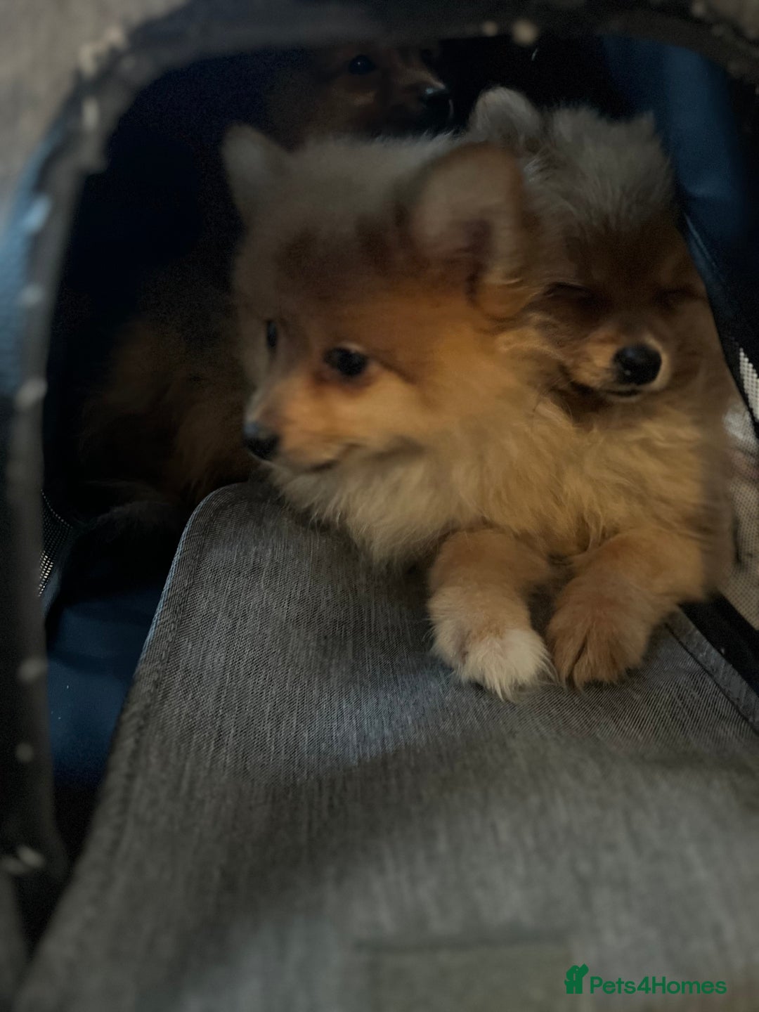 Mixed Breed dogs for sale: The cutest Pups: German & Japanese Pomeranian - Advert 6