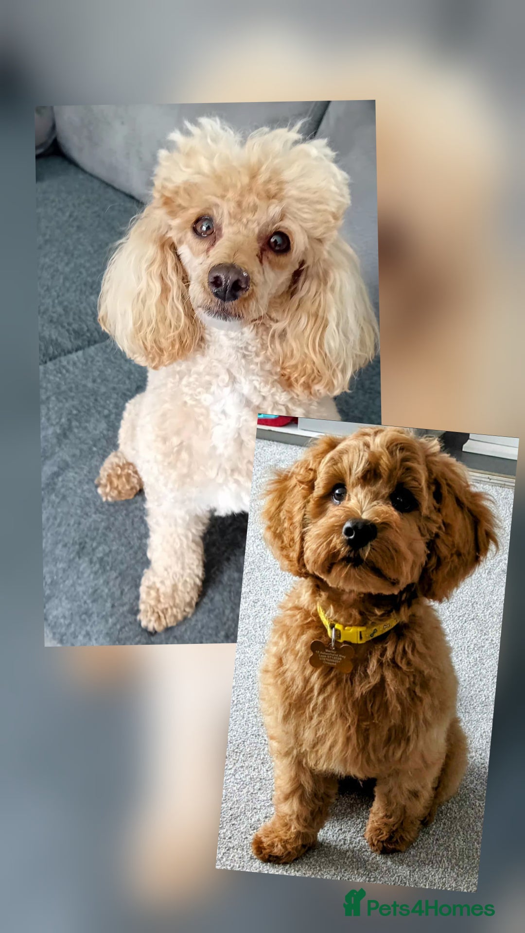 Poodle dogs for sale: TOY   POODLE PUPPIES 🐶 FOR SALE 🐾🐾🐾 - Advert 5