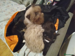 Mixed Breed cats Persian mix kittens and father - Advert 12