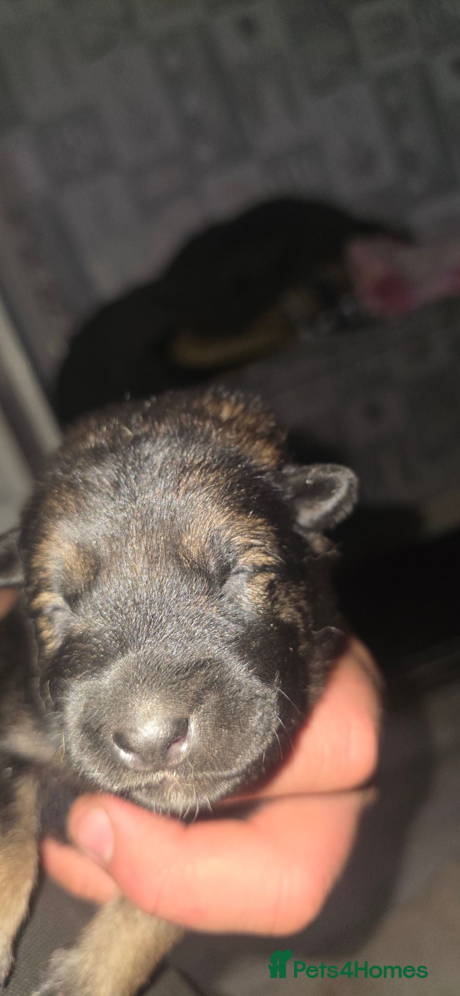 Belgian Shepherd Dog dogs Ringsport fci malinois x knpv dutch shepard - Advert 1