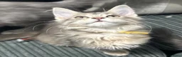 Maine Coon cats for sale: Mainecoon kittens tica registered dna clear  - Advert 6