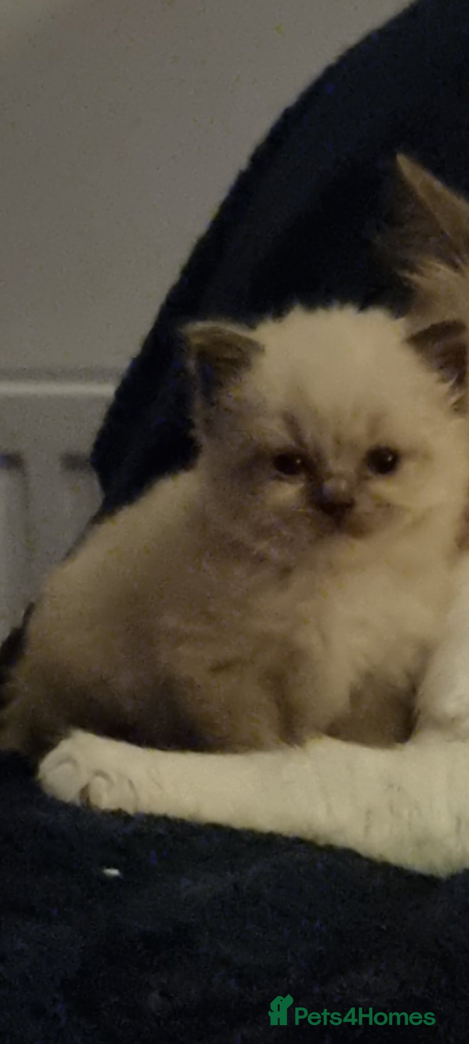 Ragdoll cats for sale: Ragdoll  - Advert 9