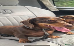 Miniature Dachshund dogs for sale: Stunning Miniature Dashhound Puppies  - Image 4