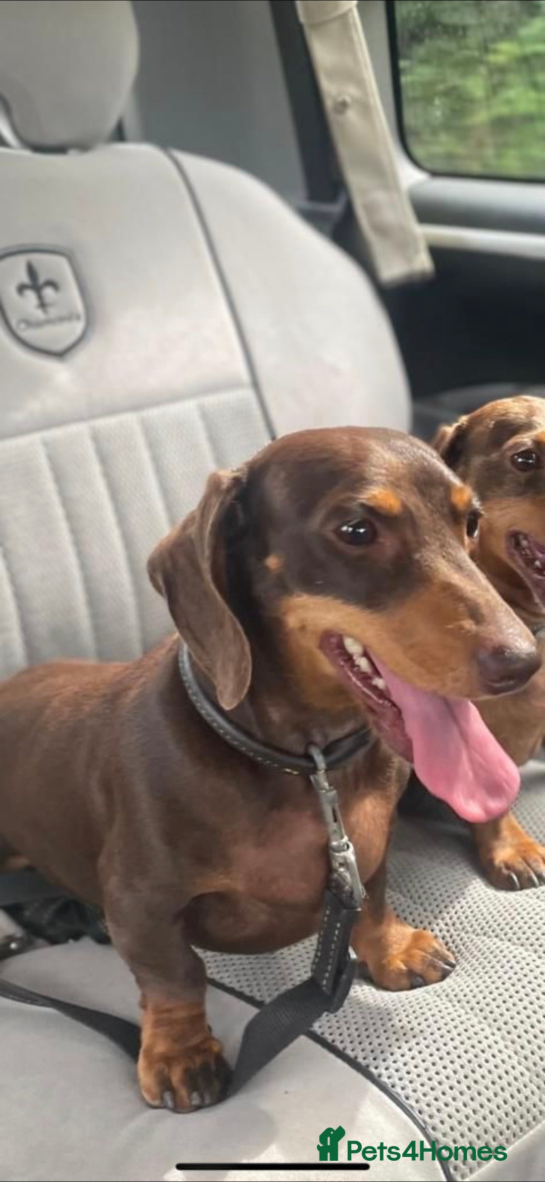 Miniature Dachshund dogs for sale: Stunning Miniature Dashhound Puppies  - Image 4