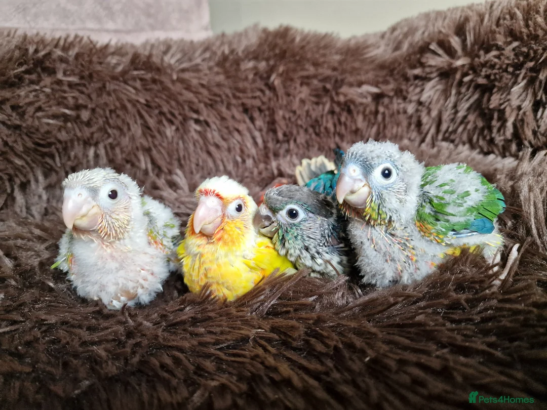Conures birds for sale: Super adorable fully hand reared baby conures  - Advert 2
