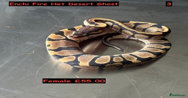 Python Snake reptiles Baby Ball Python's - Advert 9