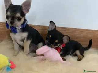 Chihuahua dogs 5* LICENSED READY💕 KC SMOOTH CHI BABY BOYS X2 - Advert 1