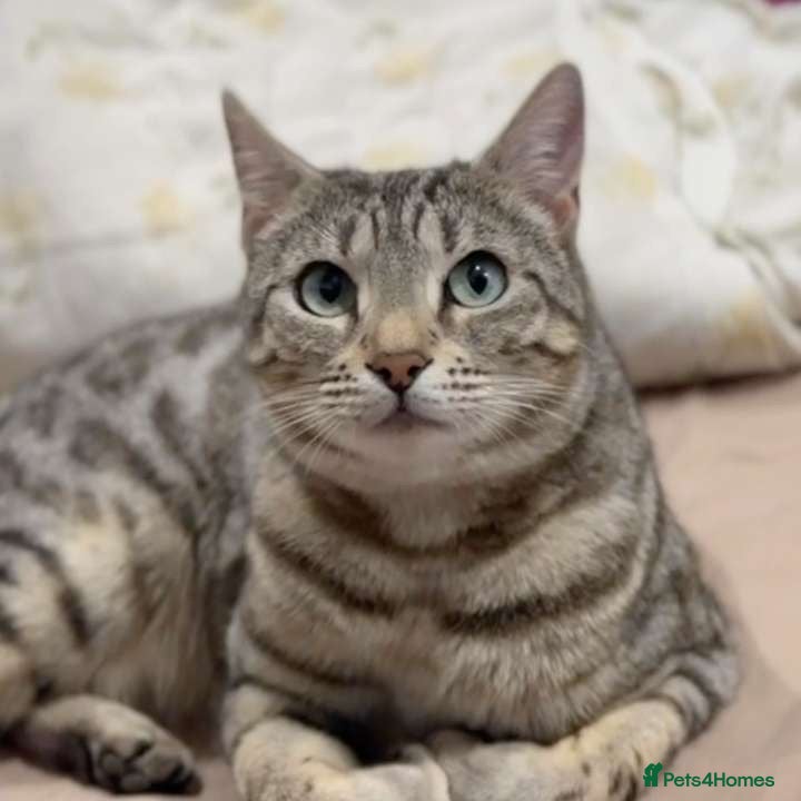 Bengal cats Bengal tabby cat  - Advert 2