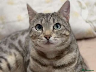 Bengal cats Bengal tabby cat - Advert 2