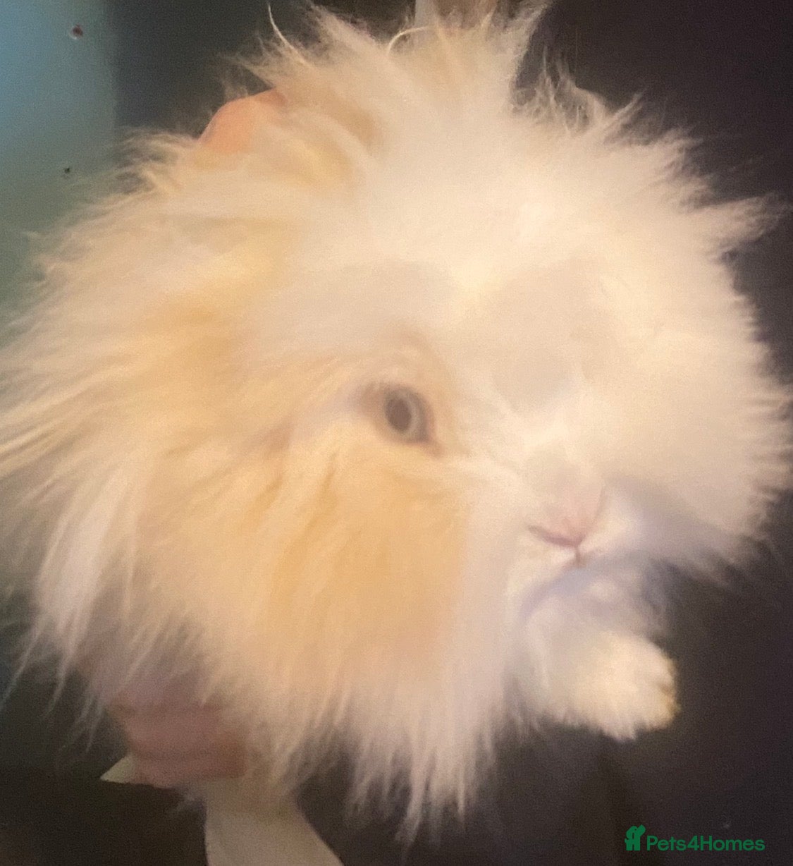 Lionhead rabbits Pure bred Lionhead - Advert 1