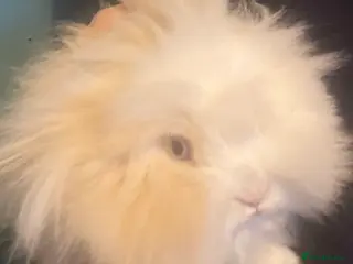 Lionhead rabbits Pure bred Lionhead - Advert 4