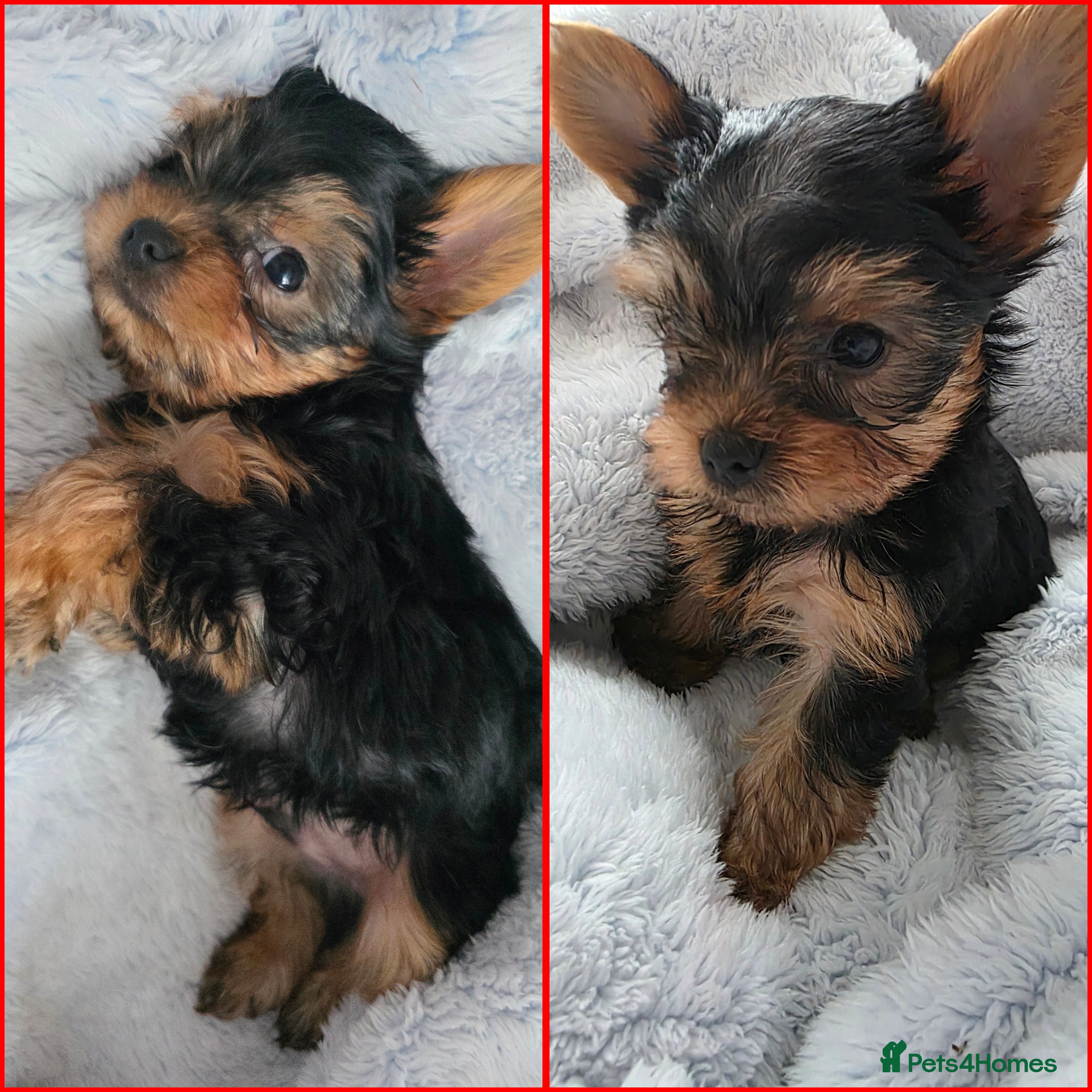 Yorkshire Terrier dogs Yorkshire terrier🐶KC.reg 5 gen.Pedigree 🏆💕 - Advert 5