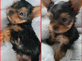 Yorkshire Terrier dogs Yorkshire terrier🐶KC.reg 5 gen.Pedigree 🏆💕 - Advert 5