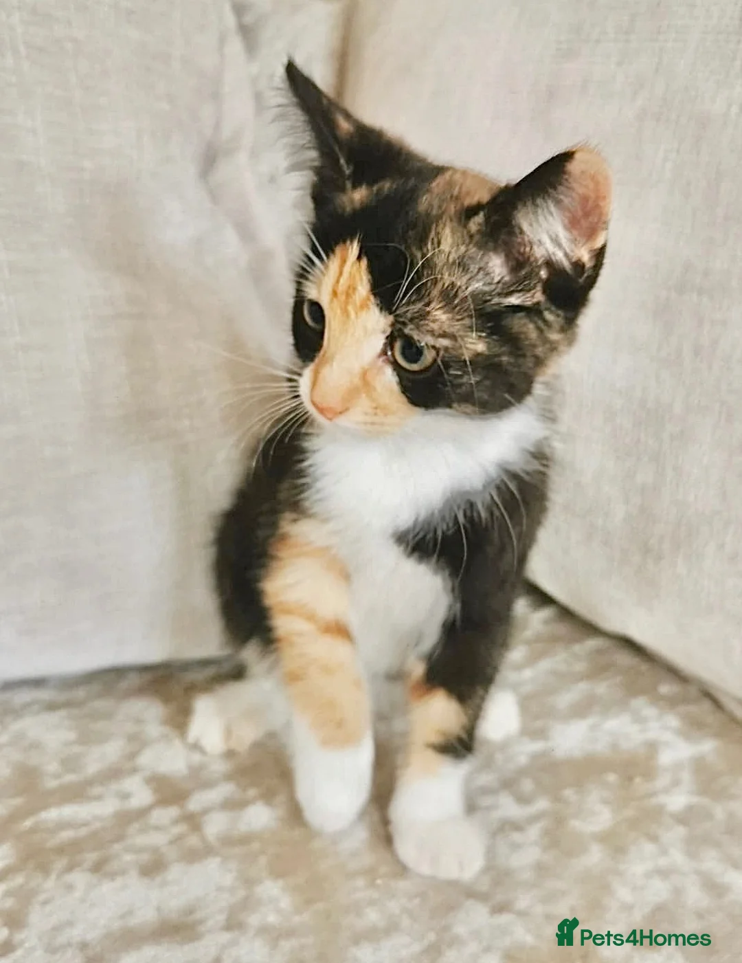 Mixed Breed cats for sale: Ragdoll X BSH Kittens - Advert 2