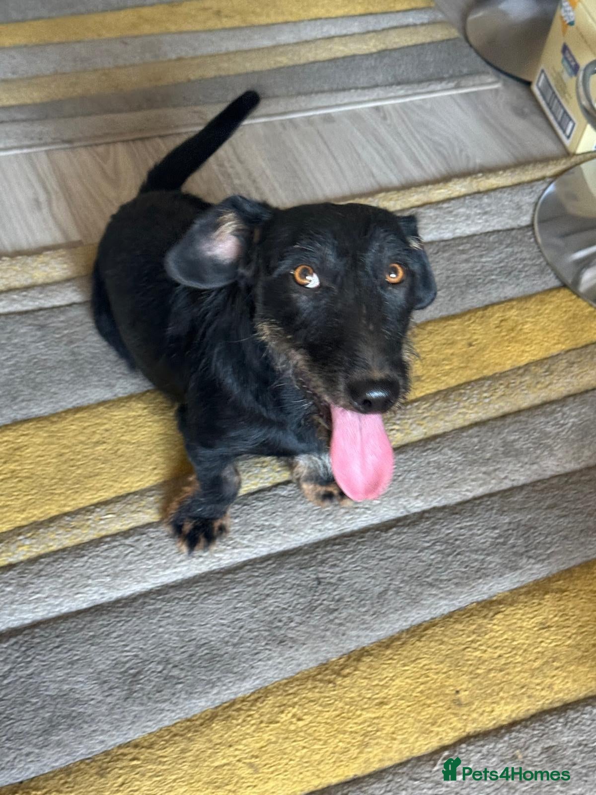 Mixed Breed dogs Lovely little Jonny needs a new home - Advert 1