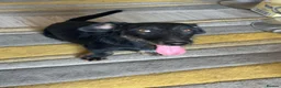 Mixed Breed dogs for adoption: Lovely little Jonny needs a new home - Advert 1