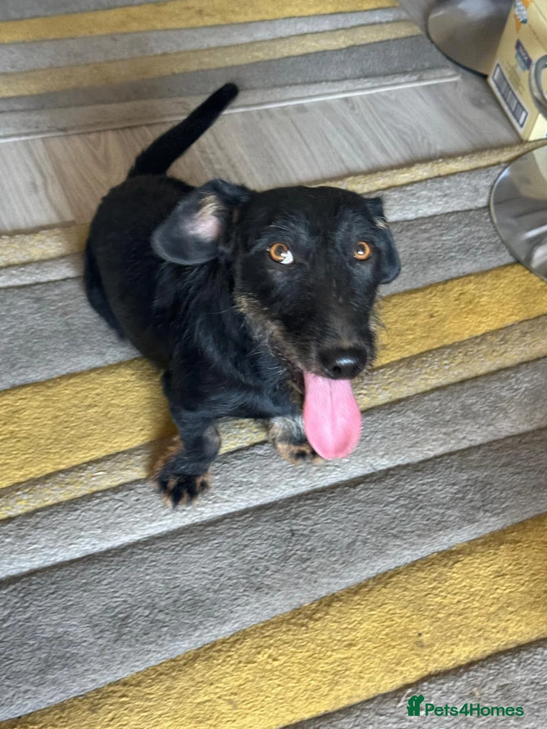 Mixed Breed dogs for adoption: Lovely little Jonny needs a new home - Advert 1
