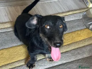 Mixed Breed dogs Lovely little Jonny needs a new home - Advert 2