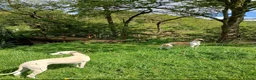 Whippet dogs for stud: Proven heart tested whippet stud - Advert 1