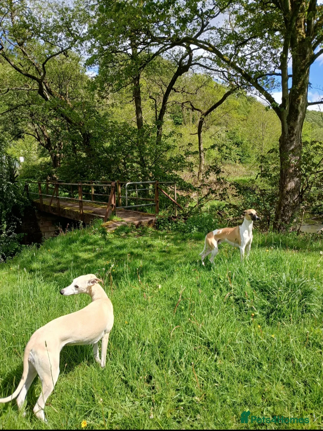 Whippet dogs for stud: Proven heart tested whippet stud - Advert 1