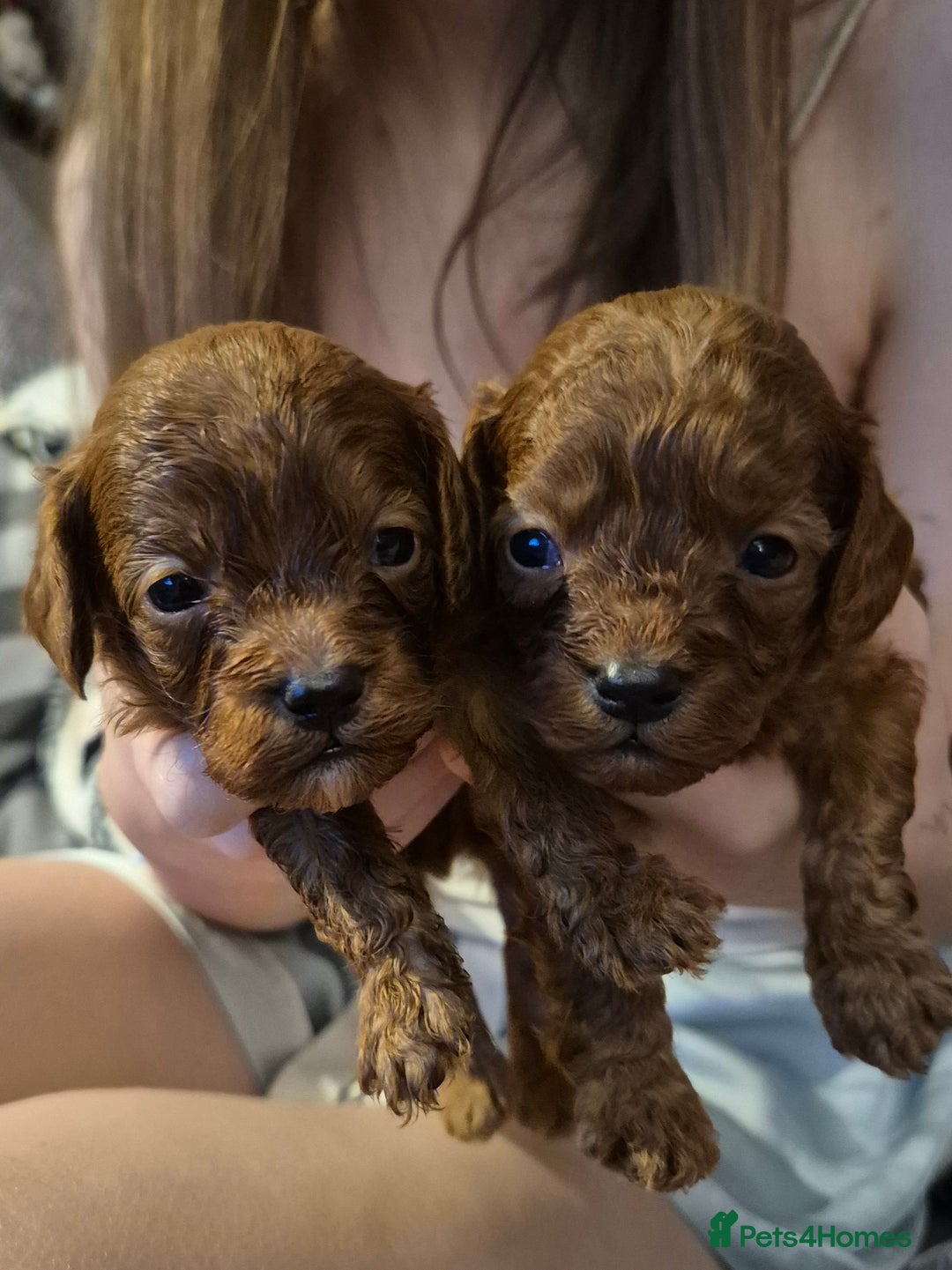 Cavapoo dogs for sale: TINY TOY CAVAPOO HEALTH TESTED  - Advert 8