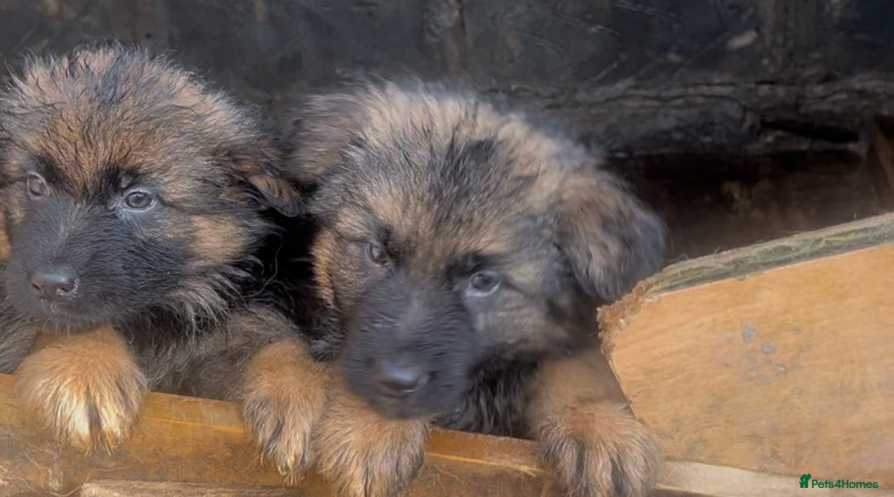 Golden Shepherd dogs 6 German Shepherd puppies long coat  - Advert 5