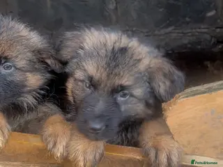 Golden Shepherd dogs 6 German Shepherd puppies long coat - Advert 5