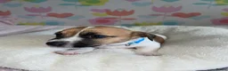 Jack Russell dogs for sale: Stunning short legged Jack Russell puppies - Advert 23