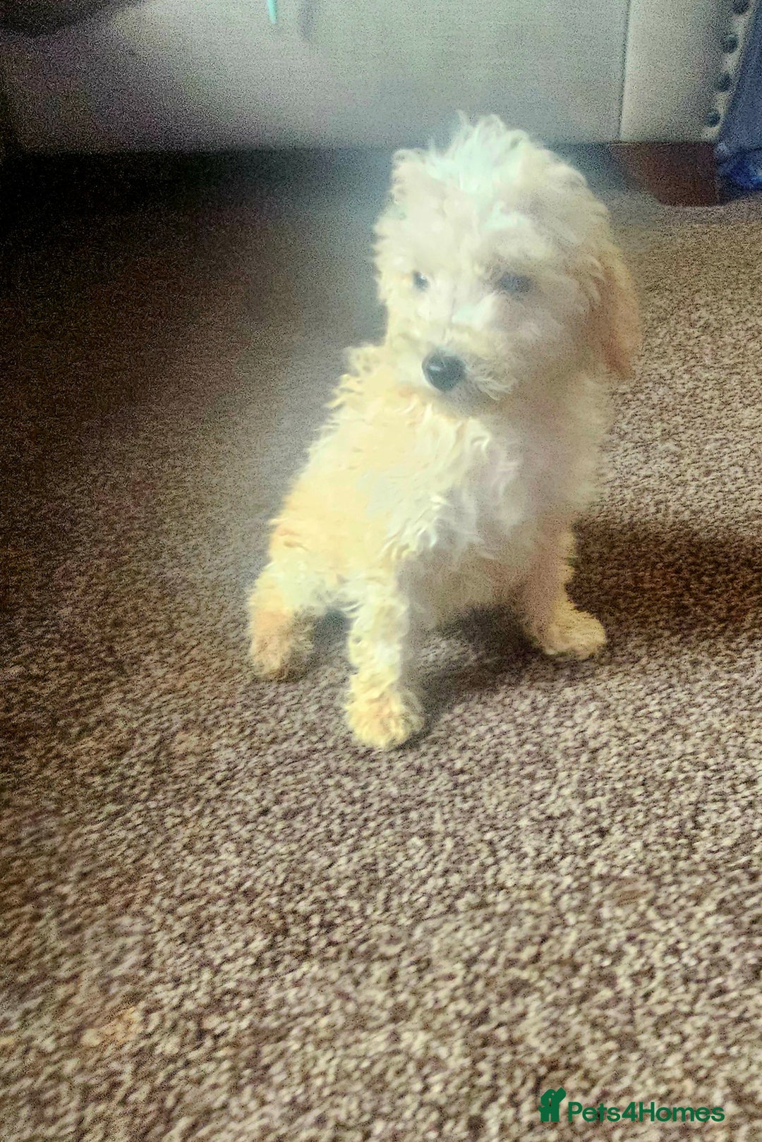 Miniature Poodle dogs for sale: Miniature poodles puppies  - Image 3