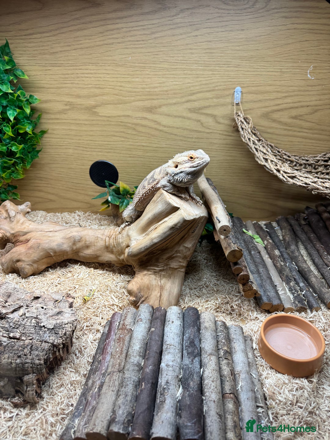 Bearded Dragon reptiles for sale: 18 month Male bearded dragon  - Advert 13