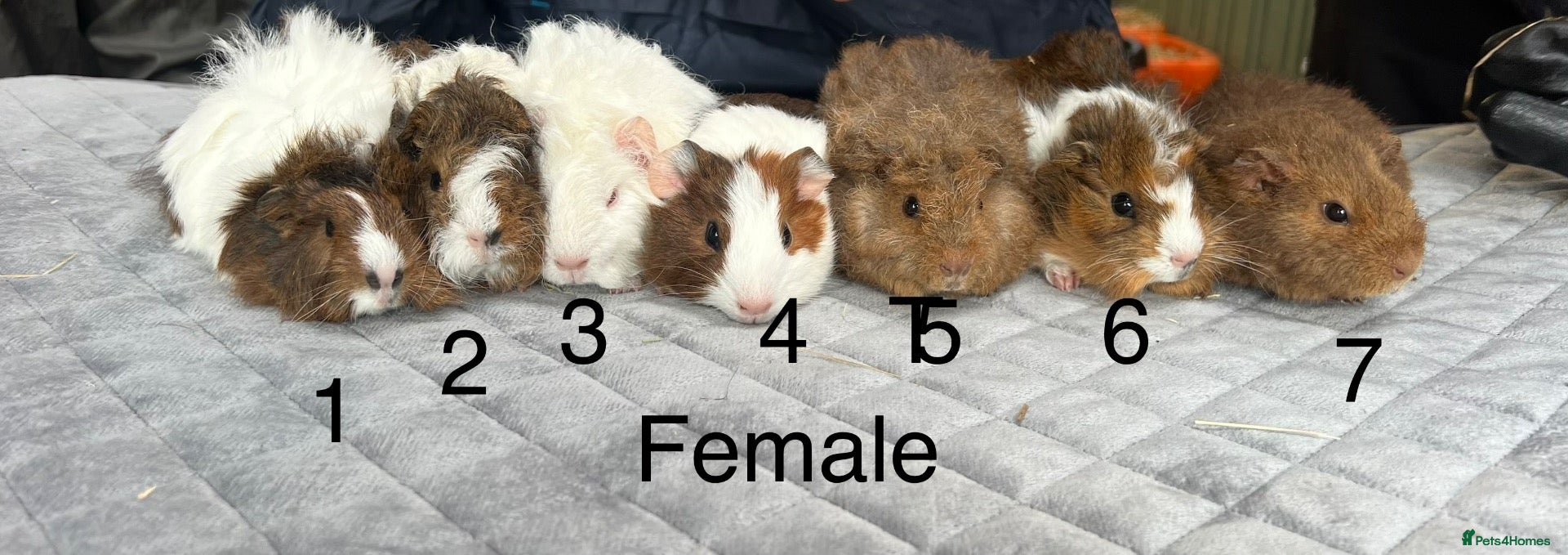 Guinea Pig rodents Baby guinea pigs for sale  - Advert 2
