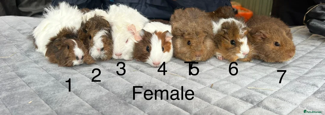Guinea Pig rodents for sale: Baby guinea pigs for sale  - Advert 1