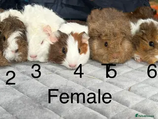 Guinea Pig rodents Baby guinea pigs for sale - Advert 2