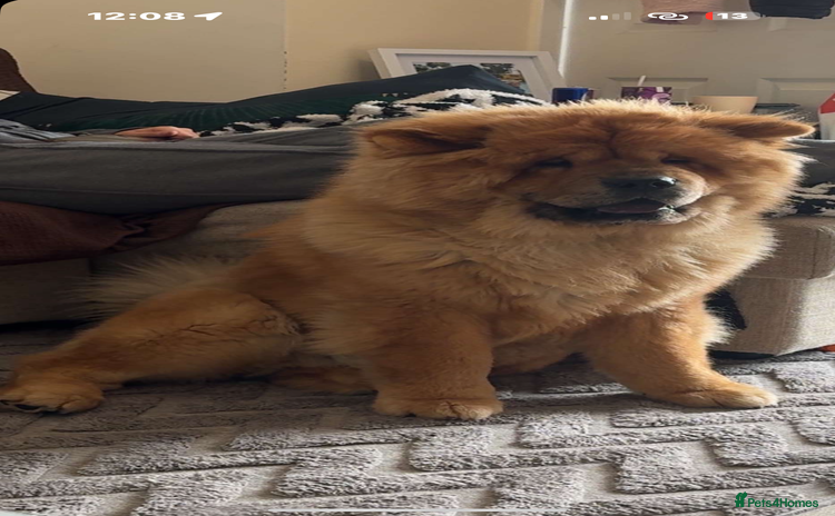 Chow Chow dogs - Advert 1