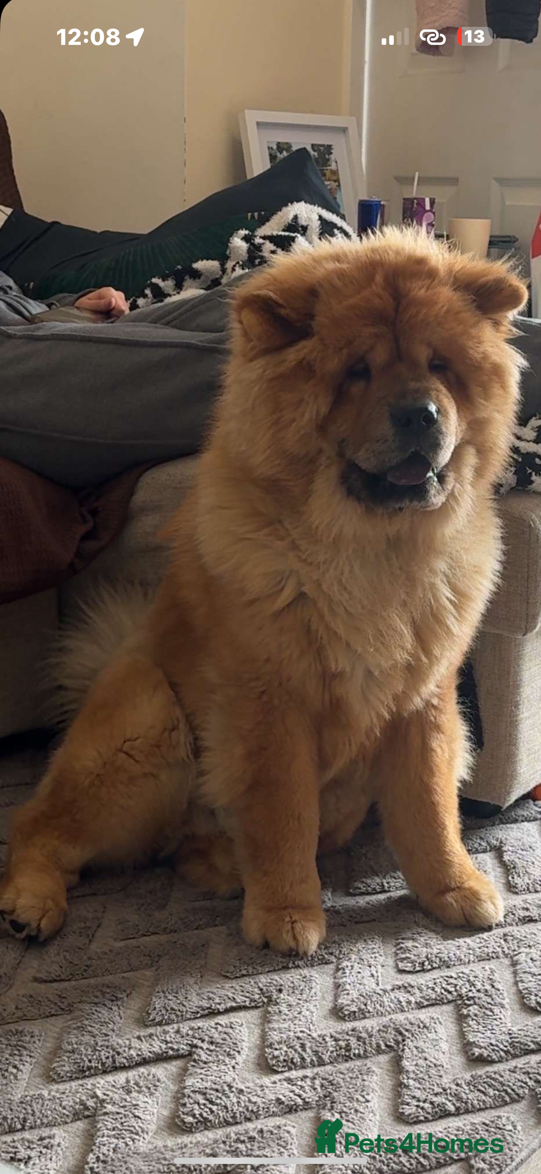 Chow Chow dogs for stud: Studding my boy chow chow  - Image 1