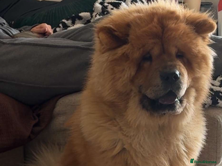 Chow Chow dogs - Advert 10