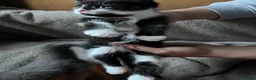 Mixed Breed cats for sale: 2 Kittens Available For their forever homes - Advert 7