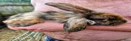 Mini Lion Lop rabbits for sale: 4 lionhead lops for sale - Advert 15