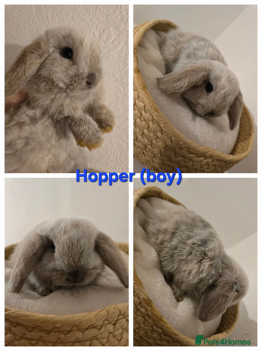 Mini Lop rabbits for sale: Beautiful mini lops x9 - Advert 5