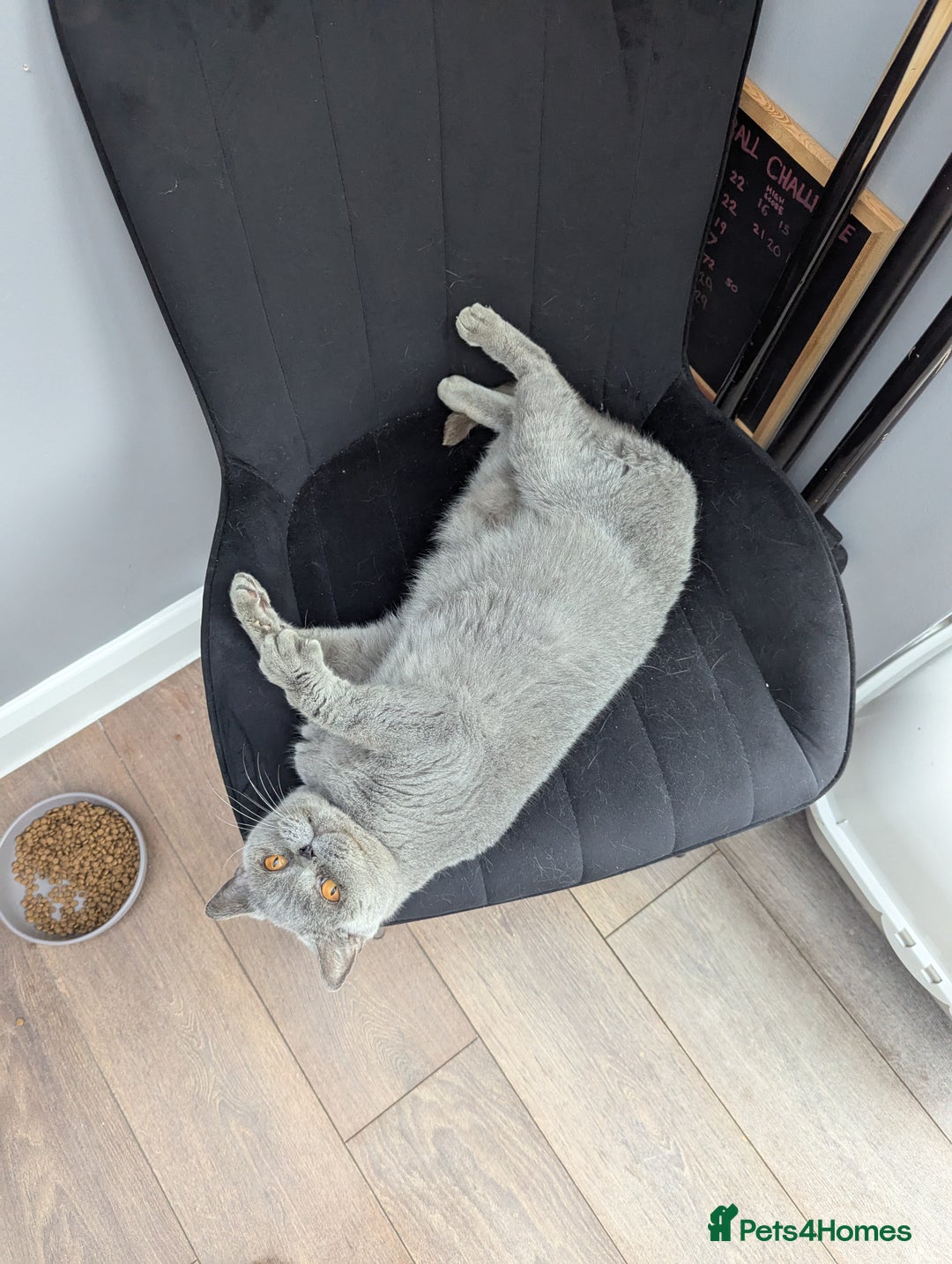 British Shorthair cats for sale: British shorthair female blue older girl - Image 6