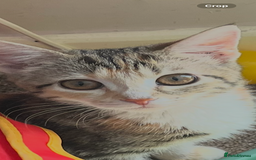 Mixed Breed cats for sale: Kittens ready to go - Image 1